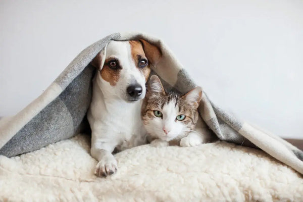 Por que proteger seu pet do frio é tão importante?