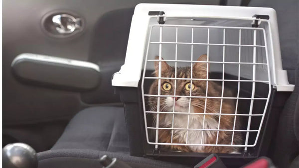Transporte pet sem estresse: dicas e produtos que fazem diferença