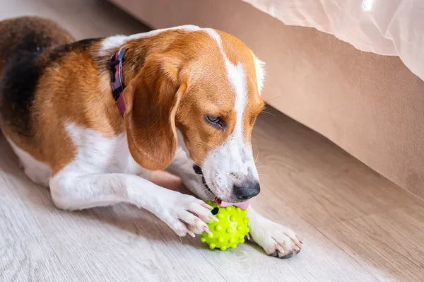 Como Estimular a Mente do Seu Pet com Brinquedos