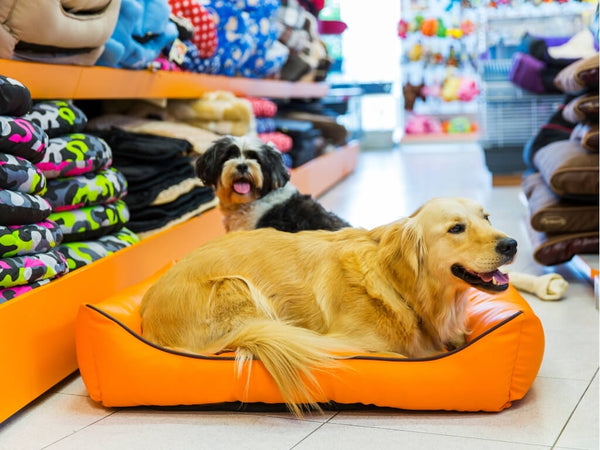 🐾 Como Escolher a Cama Ideal para Seu Pet