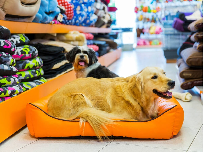 🐾 Como Escolher a Cama Ideal para Seu Pet
