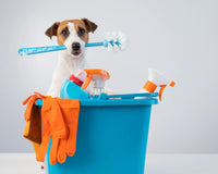 Cheiro de pet em casa? Como manter o lar sempre cheiroso e acolhedor
