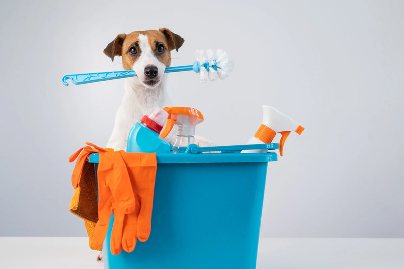 Cheiro de pet em casa? Como manter o lar sempre cheiroso e acolhedor