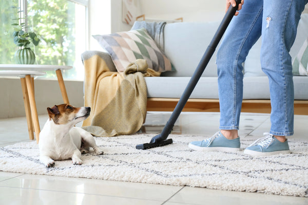 Como manter a casa limpa com pets: dicas práticas e produtos geniais