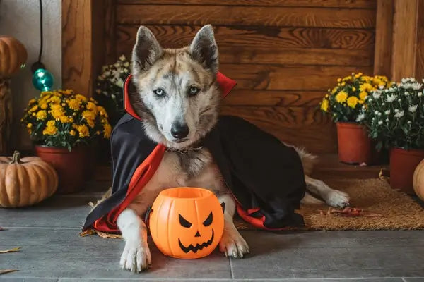 Top 05 Fantasias Assustadoramente Fofas para Pets neste Halloween