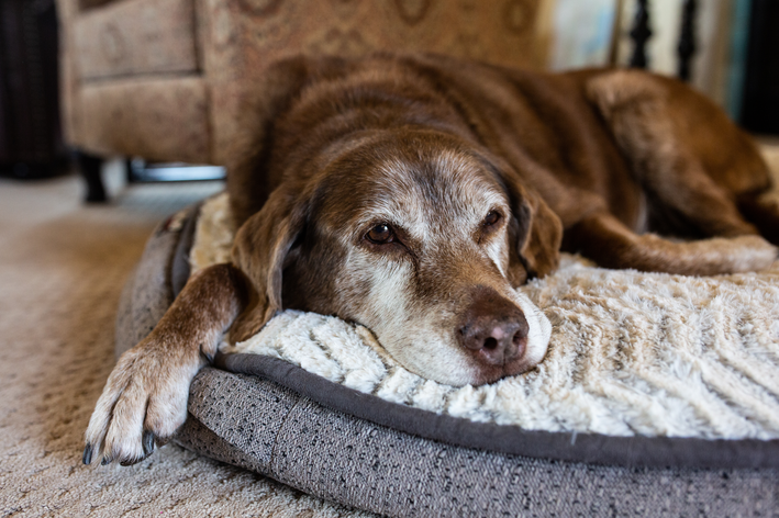 Cuidados com Pets Idosos — conforto, mobilidade e bem-estar