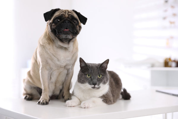 Nomes Criativos para Cachorros e Gatos