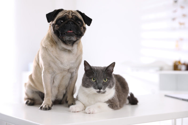 Nomes Criativos para Cachorros e Gatos