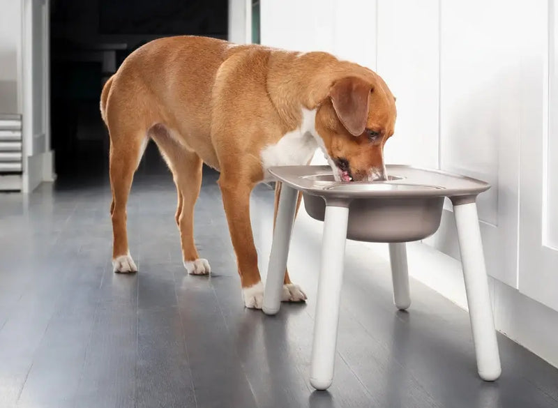 Por que usar comedouros elevados faz bem para a saúde do seu pet?