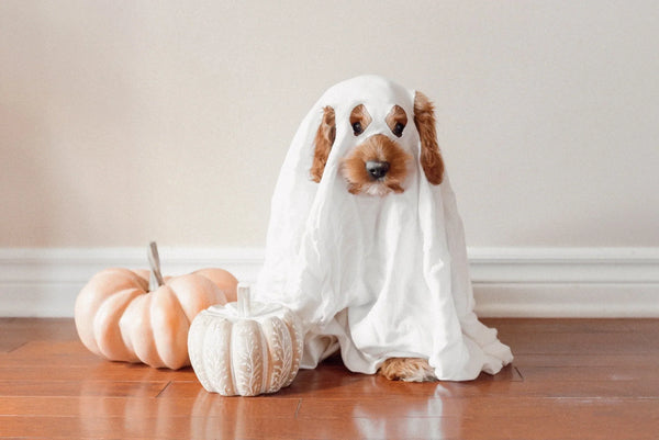 Halloween Pet: Ideias Criativas para Fotos e Vídeos que Vão Bombar nas Redes Sociais