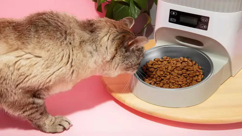 Alimentadores automáticos: como cuidar do seu pet mesmo à distância