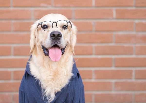 Como Estimular a Inteligência do Seu Cão com Técnicas de Neurociência