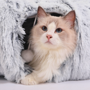 Caminha 2 em 1 | Para Gatos