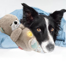 Lontra Friend Companheira | Para Cachorro e Gato