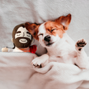 Pelúcia Pet Comfort | Para Cachorro e Gato