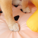 Caminha Gelada Picolé | Para Cachorro e Gato