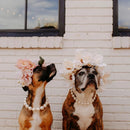 Colar de Pérolas | Para Cachorro e Gato