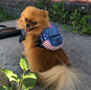 Coleira com Mochila | Para Cachorro