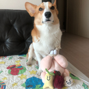 Brinquedo Interativo Peru de Natal | Para Cachorro