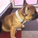 Coleira de Pérola Lindy | Para Cachorro e Gato