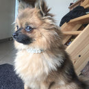 Coleira de Pérola Lindy | Para Cachorro e Gato