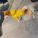 Capa de Chuva Pet | Para Cachorro